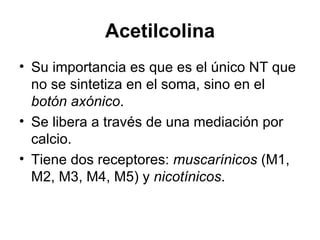 Acetilcolina Su importancia es que es el único NT que no se sintetiza en el soma, sino en el  botón axónico .  Se libera a través de una mediación por calcio.  Tiene dos receptores:  muscarínicos  (M1, M2, M3, M4, M5) y  nicotínicos .  