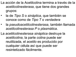 La acción de la Acetilcolina termina a través de la  acetilcolinesterasa , que tiene dos grandes grupos:  la de  Tipo S  o  sináptica , que también se conoce como de  Tipo T  o  verdadera   la  pseudoacetilcolinesterasa , también llamada  acetilcolinesterasa P  o  plasmática .  La  acetilcolinesterasa sináptica  destruye la  acetilcolina , la parte  colina  puede ser reutilizada, el  acetilo  es producido por cualquier célula así que puede ser resintetizado fácilmente.  