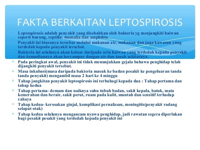 Leptospirosis atau Kencing Tikus - Komunikasi Kesihatan