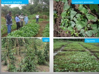 Luxuriant igbagba Luxuriant woorowo
ugu Ogunmo
 