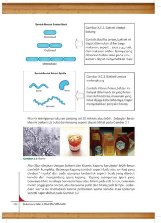 Khamir mempunyai ukuran panjang sel 20 mikron atau lebih. Sebagian besar 
khamir berbentuk bulat dan lonjong seperti dapat dilihat pada Gambar 3.1 
Gambar 3.1 Khamir 
Jika dibandingkan dengan bakteri dan khamir, kapang berukuran lebih besar 
dan lebih kompleks. Beberapa kapang tumbuh seperti bulu atau rambut yang 
disebut “mycelia” dan pada ujungnya berbentuk seperti buah yang disebut 
konidia dan mengandung spora kapang. Kapang mempunyai spora yang 
berwarna khas, misalnya berwarna hijau atau hitam pada roti busuk, berwarna 
merah jingga pada oncom, atau berwarna putih dan hitam pada tempe. Perbe-daan 
warna ini disebabkan karena perbedaan warna konidia atau sporanya 
seperti dapat dilihat pada Gambar 3.2 
102 Buku Guru Kelas X SMA/MA/SMK/MAK 
Gambar X,C.2. Bakteri bentuk 
batang 
Contoh: Bacillus cereus, bakteri ini 
dapat ditemukan di berbagai 
makanan, seperti , saus, sup, nasi, 
dan makanan olahan lainnya yang 
dibiarkan terlalu lama pada suhu 
kamar dapat menyebabkan diare 
Gambar X.C.3. Bakteri bentuk 
melengkung 
Contoh: Vibrio cholera,bakteri ini 
banyak ditemui di air yang terce-mar 
oleh kotoran, makanan yang 
tidak dijaga kebersihannya. Dapat 
menyebabkan penyakit kolera 
 