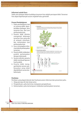 Informasi untuk Guru 
Salah satu tahapan dalam budidaya tanaman hias adalah persiapan bibit. Tanaman 
hias dapat diperbanyak secara vegetatif atau generatif. 
Proses Pembelajaran 
1. Pada pembelajaran kali 
ini, peserta didik diper-kenalkan 
berbagai jenis 
tanaman hias dan cara 
perbanyakannya. 
2. Peserta didik diminta 
mengamati beberapa 
tanaman hias yang ada 
di wilayah setempat, 
lalu menentukan cara 
perbanyakannya 
3. Guru menyiapkan infor-masi 
teknik perbanyakan 
tanaman. 
4. Peserta didik melakukan 
praktik perbanyakan 
dengan kelompok. 
5. Secara individu, peserta 
didik membuat laporan 
hasil praktik. 
6. Peserta didik meng-gambarkan 
proses per-banyakan 
yang telah 
dipraktikkan secara ber-kelompok. 
Sumber: Dokumen Kemdikbud 
Gambar 3.12 Ilustrasi teknik perundukan 
86 Kelas X SMA/SMK/MA/MAK Semester 2 
Penilaian 
Penilaian yang dapat diamati dari hasil pencarian informasi dan presentasi yaitu. 
1. Sikap percaya diri dan kerja sama 
2. Pengetahuan, yaitu kerincian, ketepatan pengetahuan, 
3. Keterampilan, yaitu kemampuan melakukan perbanyakan tanaman. 
200 Buku Guru Kelas X SMA/MA/SMK/MAK 
2. Perundukan 
Perbanyakan dengan cara merundukkan bagian tanaman ke tanah sehingga 
menginduksi munculnya akar. Perundukan dapat dilakukan misalnya pada 
tanaman melati dan alamanda. 
3. Penyambungan (grafting) 
Penyambungan (grafting), merupakan penggabungan dua tanaman yang 
berlainan sehingga tumbuh menjadi tanaman baru. Contoh tanaman hias 
yang diperbanyak dengan penyambungan adalah mawar dan adenium. 
Sumber: Dokumen Kemdikbud 
Gambar 3.13 Ilustrasi teknik 
penyambungan (grafting) 
Budidaya 
 