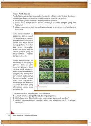 Proses Pembelajaran 
Pembelajaran yang digunakan dalam bagian ini adalah model diskusi dan tanya-jawab. 
Guru dapat menanyakan kepada siswa tentang hal-hal berikut. 
1. Hal-hal yang diketahui siswa tentang tanaman pangan. 
2. Siapa yang menghasilkan produk budidaya tanaman pangan yang kita 
konsumsi. 
3. Alasan tanaman menjadi komoditi pertanian yang sangat penting bagi bangsa 
Indonesia. 
Guru menyampaikan ke-pada 
siswa bahwa produk 
budidaya tanaman pangan 
yang kita konsumsi meru-pakan 
hasil kerja petani. 
Guru juga harus menekan 
agar siswa mensyukuri 
keanekaragaman jenis ta-naman 
pangan yang di-anugerahkan 
kepada 
bangsa Indonesia. 
Proses pembelajaran di-awali 
dengan penayangan 
gambar berbagai jenis 
tanaman pangan. Siswa 
diminta untuk menyebut-kan 
nama-nama tanaman 
pangan yang ditampilkan 
dan produk budidayanya. 
Guru menekankan kepada 
siswa agar mensyukuri 
karuniaNya atas keaneka-ragaman 
tanaman yang 
Sumber: Koleksi Bagian Genetika 
dan Pemuliaan Tanaman, IPB 
Tanaman padi 
Tanaman sorgum 
Sumber: Koleksi Bagian Genetika 
dan Pemuliaan Tanaman, IPB 
Tanaman ubi jalar 
Tanaman jagung 
Sumber: Koleksi Bagian Genetika 
dan Pemuliaan Tanaman, IPB 
Tanaman singkong 
Sumber: 
http://www.litbang.deptan.go.id 
Tanaman kacang tanah 
Sumber: 
http://www.litbang.deptan.go.id 
Tanaman kacang hijau 
Sumber: 
http://www.litbang.deptan.go.id 
Tanaman keledai 
dilimpahkan kepada bang-sa 
Indonesia. 
Guru menanyakan kepada siswa hal-hal berikut. 
1. Adakah tanaman pangan tersebut di lingkunganmu? 
2. Hal-hal apa yang diketahui tentang tanaman yang ada pada gambar? 
3. Adakah tanaman pangan yang lain selain yang ada di Gambar 3.1 di wilayah 
setempat? 
102 Kelas X SMA/SMK/MA/MAK Semester 1 
70 Buku Guru Kelas X SMA/MA/SMK/MAK 
dalam bidang budidaya tanaman pangan. 
Budidaya 
Gambar 3.1 Berbagai jenis tanaman pangan yang tumbuh di negara Indonesia 
 