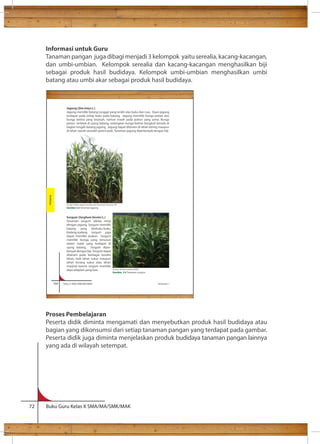 Informasi untuk Guru 
Tanaman pangan juga dibagi menjadi 3 kelompok yaitu serealia, kacang-kacangan, 
dan umbi-umbian. Kelompok serealia dan kacang-kacangan menghasilkan biji 
sebagai produk hasil budidaya. Kelompok umbi-umbian menghasilkan umbi 
batang atau umbi akar sebagai produk hasil budidaya. 
Jagung (Zea mays L.) 
Jagung memiliki batang tunggal yang terdiri atas buku dan ruas. Daun jagung 
terdapat pada setiap buku pada batang. Jagung memiliki bunga jantan dan 
bunga betina yang terpisah, namun masih pada pohon yang sama. Bunga 
jantan terletak di ujung batang, sedangkan bunga betina (tongkol) berada di 
bagian tengah batang jagung. Jagung dapat ditanam di lahan kering maupun 
di lahan sawah sesudah panen padi. Tanaman jagung diperbanyak dengan biji. 
Sumber: Koleksi Bagian Genetika dan Pemuliaan Tanaman, IPB 
Gambar 3.3 Tanaman jagung 
Sorgum (Sorghum bicolor L.) 
Tanaman sorgum sekilas mirip 
dengan jagung. Sorgum memiliki 
batang yang berbuku-buku. 
Kadang-kadang sorgum juga 
dapat memiliki anakan. Sorgum 
memiliki bunga yang tersusun 
dalam malai yang terdapat di 
ujung batang. Sorgum diper-banyak 
dengan biji. Sorgum dapat 
ditanam pada berbagai kondisi 
lahan, baik lahan subur maupun 
lahan kurang subur atau lahan 
marjinal karena sorgum memiliki 
daya adaptasi yang luas. 
Sumber: Tanaman koleksi BATAN 
Gambar. 3.4 Tanaman sorgum 
104 Kelas X SMA/SMK/MA/MAK Semester 1 
Budidaya 
Proses Pembelajaran 
Peserta didik diminta mengamati dan menyebutkan produk hasil budidaya atau 
bagian yang dikonsumsi dari setiap tanaman pangan yang terdapat pada gambar. 
Peserta didik juga diminta menjelaskan produk budidaya tanaman pangan lainnya 
yang ada di wilayah setempat. 
72 Buku Guru Kelas X SMA/MA/SMK/MAK 
 