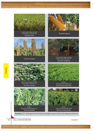 dalam bidang budidaya tanaman pangan. 
Sumber: Koleksi Bagian Genetika 
dan Pemuliaan Tanaman, IPB 
Tanaman padi 
Tanaman sorgum 
Sumber: Koleksi Bagian Genetika 
dan Pemuliaan Tanaman, IPB 
Tanaman ubi jalar 
Tanaman jagung 
Sumber: Koleksi Bagian Genetika 
dan Pemuliaan Tanaman, IPB 
Tanaman singkong 
Sumber: 
http://www.litbang.deptan.go.id 
Tanaman kacang tanah 
Sumber: 
http://www.litbang.deptan.go.id 
Tanaman kacang hijau 
Sumber: 
http://www.litbang.deptan.go.id 
Tanaman kedelai 
102 Kelas X SMA/MA/SMK/MAK Semester 1 
Budidaya 
Gambar 3.1 Berbagai jenis tanaman pangan yang tumbuh di negara Indonesia 
 