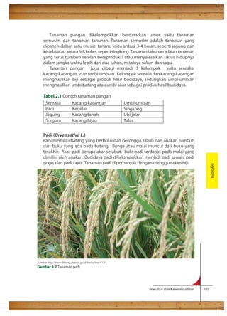 Tanaman pangan dikelompokkan berdasarkan umur, yaitu tanaman 
semusim dan tanaman tahunan. Tanaman semusim adalah tanaman yang 
dipanen dalam satu musim tanam, yaitu antara 3-4 bulan, seperti jagung dan 
kedelai atau antara 6-8 bulan, seperti singkong. Tanaman tahunan adalah tanaman 
yang terus tumbuh setelah bereproduksi atau menyelesaikan siklus hidupnya 
dalam jangka waktu lebih dari dua tahun, misalnya sukun dan sagu. 
Tanaman pangan juga dibagi menjadi 3 kelompok yaitu serealia, 
kacang-kacangan, dan umbi-umbian. Kelompok serealia dan kacang-kacangan 
menghasilkan biji sebagai produk hasil budidaya, sedangkan umbi-umbian 
menghasilkan umbi batang atau umbi akar sebagai produk hasil budidaya. 
Tabel 2.1 Contoh tanaman pangan 
Budidaya Serealia Kacang-kacangan Umbi-umbian 
Padi (Oryza sativa L.) 
Padi memiliki batang yang berbuku dan berongga. Daun dan anakan tumbuh 
dari buku yang ada pada batang. Bunga atau malai muncul dari buku yang 
terakhir. Akar padi berupa akar serabut. Bulir padi terdapat pada malai yang 
dimiliki oleh anakan. Budidaya padi dikelompokkan menjadi padi sawah, padi 
gogo, dan padi rawa. Tanaman padi diperbanyak dengan menggunakan biji. 
Prakarya dan Kewirausahaan 103 
Padi Kedelai Singkong 
Jagung Kacang tanah Ubi jalar 
Sorgum Kacang hijau Talas 
Sumber: http://www.litbang.deptan.go.id/berita/one/412/ 
Gambar 3.2 Tanaman padi 
 