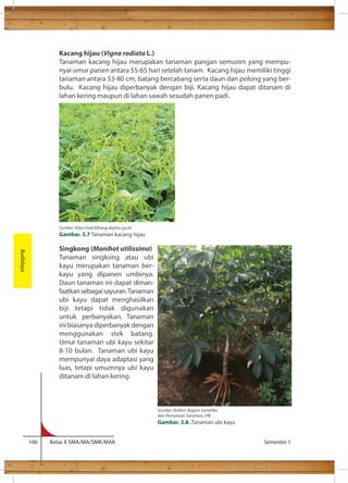 Kacang hijau (Vigna radiata L.) 
Tanaman kacang hijau merupakan tanaman pangan semusim yang mempu-nyai 
umur panen antara 55-65 hari setelah tanam. Kacang hijau memiliki tinggi 
tanaman antara 53-80 cm, batang bercabang serta daun dan polong yang ber-bulu. 
Kacang hijau diperbanyak dengan biji. Kacang hijau dapat ditanam di 
lahan kering maupun di lahan sawah sesudah panen padi. 
Singkong (Manihot utilissima) 
Tanaman singkong atau ubi 
kayu merupakan tanaman ber-kayu 
yang dipanen umbinya. 
Daun tanaman ini dapat diman-faatkan 
sebagai sayuran. Tanaman 
ubi kayu dapat menghasilkan 
biji tetapi tidak digunakan 
untuk perbanyakan. Tanaman 
ini biasanya diperbanyak dengan 
menggunakan stek batang. 
Umur tanaman ubi kayu sekitar 
8-10 bulan. Tanaman ubi kayu 
mempunyai daya adaptasi yang 
luas, tetapi umumnya ubi kayu 
ditanam di lahan kering. 
106 Kelas X SMA/MA/SMK/MAK Semester 1 
Budidaya 
Sumber: http://nad.litbang.deptan.go.id 
Gambar. 3.7 Tanaman kacang hijau 
Sumber: Koleksi Bagian Genetika 
dan Pemuliaan Tanaman, IPB 
Gambar. 3.8. Tanaman ubi kayu 
 