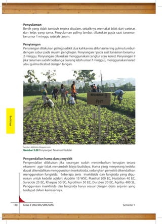 Penyulaman 
Benih yang tidak tumbuh segera disulam, sebaiknya memakai bibit dari varietas 
dan kelas yang sama. Penyulaman paling lambat dilakukan pada saat tanaman 
berumur 1 minggu setelah tanam. 
Penyiangan 
Penyiangan dilakukan paling sedikit dua kali karena di lahan kering gulma tumbuh 
dengan subur pada musim penghujan. Penyiangan I pada saat tanaman berumur 
2 minggu. Penyiangan dilakukan menggunakan cangkul atau kored. Penyiangan II 
jika tanaman sudah berbunga (kurang lebih umur 7 minggu), menggunakan kored 
atau gulma dicabut dengan tangan. 
Pengendalian hama dan penyakit 
Pengendalian dilakukan jika serangan sudah menimbulkan kerugian secara 
ekonomi agar tidak menambah biaya budidaya. Hama yang menyerang kedelai 
dapat dikendalikan menggunakan inseksitisida, sedangkan penyakit dikendalikan 
menggunakan fungisida. Beberapa jenis insektisida dan fungisida yang digu-nakan 
untuk kedelai adalah: Azodrin 15 WSC, Marshal 200 EC, Huslation 40 EC, 
Surecide 25 EC, Kharpos 50 EC, Agrothion 50 EC, Dursban 20 EC, Agrifos 400 SL. 
Penggunaan insektisida dan fungisida harus sesuai dengan dosis anjuran yang 
terdapat dalam kemasannya. 
140 Kelas X SMA/MA/SMK/MAK Semester 1 
Budidaya 
Sumber: skbklaten.blogspot.com 
Gambar 3.28 Penyiangan Tanaman Kedelai 
 