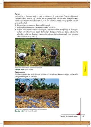 Panen 
Kedelai harus dipanen pada tingkat kemasakan biji yang tepat. Panen terlalu awal 
menyebabkan banyak biji keriput, sedangkan panen terlalu akhir menyebabkan 
kehilangan hasil karena biji rontok. Ciri-ciri tanaman kedelai siap panen adalah 
sebagai berikut. 
1. Daun telah menguning dan mudah rontok. 
2. Polong biji mengering dan berwarna kecoeklatan. 
3. Panen yang benar dilakukan dengan cara menyabit batang dengan menggu-nakan 
sabit tajam dan tidak dianjurkan dengan mencabut batang bersama 
akar. Cara ini selain dapat mengurangi kesuburan tanah, juga tanah yang terbawa 
akan dapat mengotori biji. 
Pascapanen 
Setelah dipanen, kedelai dijemur sampai mudah dirontokkan sehingga biji kedelai 
dengan brangkasan terpisah. 
Prakarya dan Kewirausahaan 141 
Budidaya 
Sumber :http://epetani.deptan.go.id/taxonomy/term/106 
Gambar 3.29 Panen kedelai 
Sumber: http://cybex.deptan.go.id/penyuluhan/cara-panen-kedelai 
Gambar 3.30 Pasca Panen Kedelai 
 