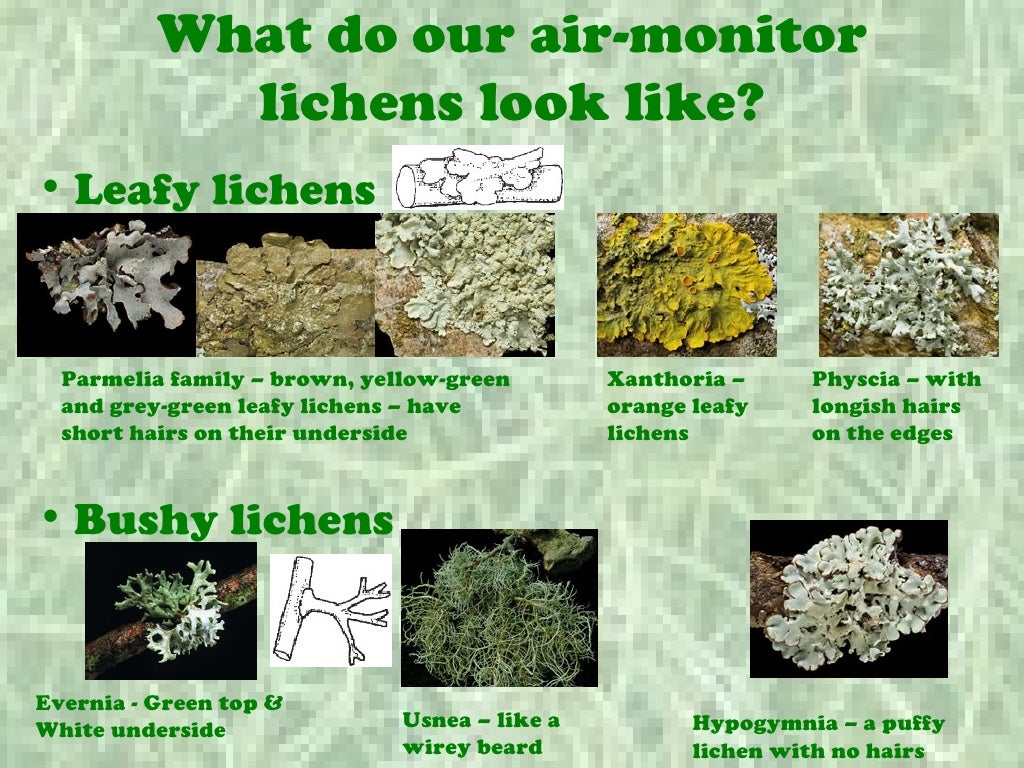 Lichens and Pollution an Introduction