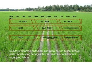 1st RICE 2nd
RICE
RICE
NOV DEC JAN FEB MAR APR MAY JUN JUL AUG SEPT
OCT
RICE 3rd RICE
2nd RICE MAIZE/VEGETABLES
VEGETABLES/ MAIZE/
OILSEEDS
SOYBEAN/MAIZE etc
Budidaya tanaman padi dilakukan pada musim hujan, kecuali
pada daerah yang beririgasi teknis tanaman padi ditanam
sepanjang tahun
 