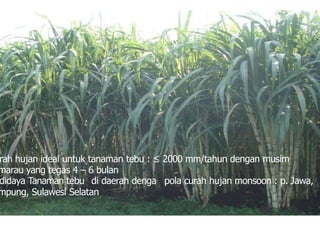 rah hujan ideal untuk tanaman tebu : ≤ 2000 mm/tahun dengan musim
marau yang tegas 4 – 6 bulan
didaya Tanaman tebu di daerah denga pola curah hujan monsoon : p. Jawa,
mpung, Sulawesi Selatan
 