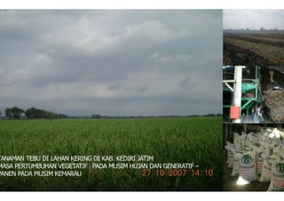 TANAMAN TEBU DI LAHAN KERING DI KAB. KEDIRI JATIM
MASA PERTUMBUHAN VEGETATIF PADA MUSIM HUJAN DAN GENERATIF –
PANEN PADA MUSIM KEMARAU
 