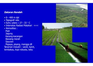 Dataran Rendah
• 0 - 400 m dpl
• T
opografi rata
• Suhu udara  27 - 33  C
• Intensitas Radiasi Matahari +++
• Komoditas :
Padi
Jagung
Kacang-kacangan
Bawang merah
Sayuran
Pepaya, pisang, mangga dll
T
anaman industri : sawit, karet,
tembakau, kopi robusta, tebu
 