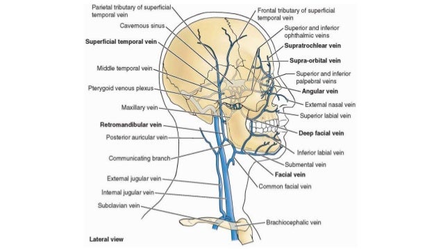 Circulatory anatomy