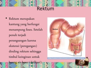 Sistem pencernaan (ade welni, naning) | PPTX