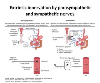 Extrinsic Innervation Gastrointestinal tractus fisiologi ppt GIT | PPTX