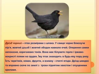 Дрізд чорний – птах розмірами з шпака. У самця чорне блискуче
пір‘я, жовтий дзьоб і жовтий ободок навколо очей. Оперення самки
непоказне, коричневих тонів. Вона має білувате горло і іржаво-
вохристі плями на грудях. Їжу птах знаходить в будь-яку пору року.
Їсть черв'яків, комах, фрукти, а взимку - стиглі ягоди. Дрізд швидко
та вправно скаче по землі з трохи піднятим хвостом і опущеними
крилами.
 