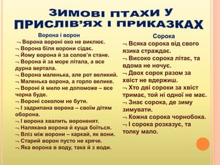 Ворона і ворон
 Ворона вороні око не виклює.
 Ворона біля ворони сідає.
 Йому ворона й за солов’я стане.
 Ворона й за море літала, а все
дурна вертала.
 Ворона маленька, але рот великий.
 Маленька ворона, а горло велике.
 Вороні й мило не допоможе – все
чорна буде.
 Вороні соколом не бути.
 І задрипана ворона – своїм дітям
оборона.
 І ворона хвалить вороненят.
 Налякана ворона й куща боїться.
 Вліз між ворони – каркай, як вони.
 Старий ворон пусто не кряче.
 Яка ворона в воду, така й з води.
Сорока
 Всяка сорока від свого
язика страждає.
 Високо сорока літає, та
вдома не ночує.
 Двох сорок разом за
хвіст не вдержиш.
 Хто дві сороки за хвіст
тримає, той ні одної не має.
 Знає сорока, де зиму
зимувати.
 Кожна сорока чорнобока.
 І сорока розказує, та
толку мало.
 