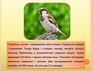Горобець хатній - найвідоміша всім пташка. Гніздиться парами
і колоніями. Гнізда будує з соломи, паперу, ганчір’я, різного
мотлоху. Влаштовує в різноманітних закритих місцях. Самка
відкладає 5-6 білих з сірими цятками яєць. Пташенят вигодовує
виключно комахами і гусінню. Для вигодовування виводка
потрібно 30 000 комах. За літо дає 2-3 виводки.
 