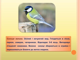 Cиниця велика. Осілий і кочуючий вид. Гніздиться в лісах,
парках, скверах, чагарниках. Відкладає 5-8 яєць. Вигодовує
пташенят комахами. Восени синиці збираються в зграйки і
переселяються ближче до житла людини.
 
