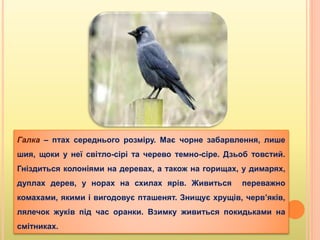 Галка – птах середнього розміру. Має чорне забарвлення, лише
шия, щоки у неї світло-сірі та черево темно-сіре. Дзьоб товстий.
Гніздиться колоніями на деревах, а також на горищах, у димарях,
дуплах дерев, у норах на схилах ярів. Живиться переважно
комахами, якими і вигодовує пташенят. Знищує хрущів, черв’яків,
лялечок жуків під час оранки. Взимку живиться покидьками на
смітниках.
 