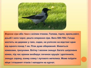 Ворона сіра або ґава є осілим птахом. Голова, горло, крила,хвіст,
дзьоб і ноги чорні, решта оперення сіре. Вага 500-700г. Гнізда
мостить на деревах у гаях, садах, на узліссях на відстані одне
від одного понад 1 км. Птах дуже обережний. Живиться
комахами, гризунами. Влітку і восени знищує багато шкідливих
комах, під час оранки визбирує личинок хрущів і дротяників,
знищує сарану, озиму совку і лугового метелика. Може поїдати
яйця і пташенят птахів і нападати на курчат.
 