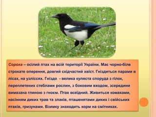 Сорока – осілий птах на всій території України. Має чорно-біле
строкате оперення, довгий східчастий хвіст. Гніздиться парами в
лісах, на узліссях. Гніздо - велика куляста споруда з гілок,
переплетених стеблами рослин, з боковим входом, зсередини
вимазана глиною з гноєм. Птах всеїдний. Живиться комахами,
насінням диких трав та злаків, пташенятами диких і свійських
птахів, гризунами. Взимку знаходить корм на смітниках.
 
