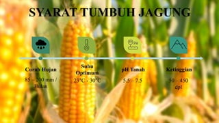 SYARAT TUMBUH JAGUNG
Suhu
Optimum
23°C - 30°C
pH Tanah
5.5 – 7.5
Ketinggian
50 – 450
dpl
85 – 200 mm /
Bulan
Curah Hujan
 