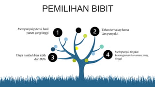 PEMILIHAN BIBIT
Tahan terhadap hama
dan penyakit
Mempunyai tingkat
keseragaman tanaman yang
tinggi
Mempunyai potensi hasil
panen yang tinggi
Daya tumbuh bisa lebih
dari 90%
 