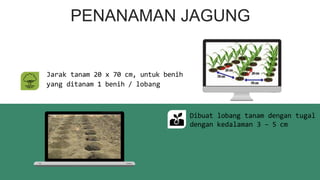 PENANAMAN JAGUNG
Jarak tanam 20 x 70 cm, untuk benih
yang ditanam 1 benih / lobang
Dibuat lobang tanam dengan tugal
dengan kedalaman 3 – 5 cm
 