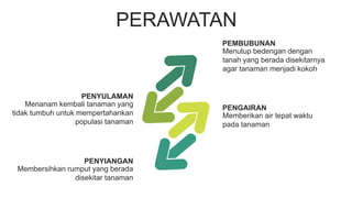 PERAWATAN
Menutup bedengan dengan
tanah yang berada disekitarnya
agar tanaman menjadi kokoh
PEMBUBUNAN
Memberikan air tepat waktu
pada tanaman
PENGAIRAN
Menanam kembali tanaman yang
tidak tumbuh untuk mempertahankan
populasi tanaman
PENYULAMAN
Membersihkan rumput yang berada
disekitar tanaman
PENYIANGAN
 