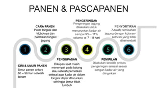 PANEN & PASCAPANEN
CIRI & UMUR PANEN
Umur panen antara
86 – 96 hari setelah
tanam
PENGUPASAN
Dikupas saat masih
menempel pada batang
atau setelah pemetikan
selesai agar kadar air dalam
tongkol dapat diturunkan
sehingga jamur tidak
tumbuh
PEMIPILAN
Dilakukan setelah proses
pengeringan selesai sesuai
dengan kadar air yang
diinginkan
CARA PANEN
Putar tongkol dan
klobotnya dan
patahkan tongkol
jagung
PENGERINGAN
Pengeringan jagung
dilakukan untuk
menurunkan kadar air
sampai 9% - 11%
selama ± 7 – 8 hari
PENYORTIRAN
Adalah pemisahan
jagung dengan kotoran-
kotoran yang tidak
dikehendaki
 