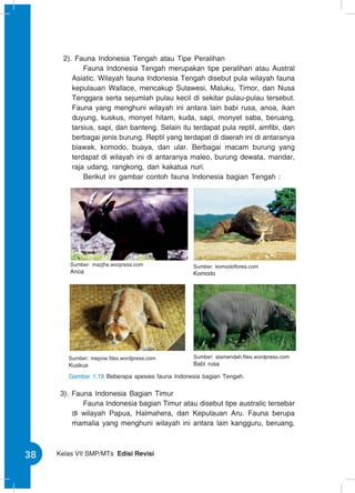 Babi rusa anoa kuda monyet saba babi beruang termasuk fauna tipe