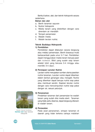100
Kelas VII SMP/MTs Edisi Revisi Semester I
Berikut bahan, alat, dan teknik hidroponik secara
sederhana.
Bahan dan alat
a.	 Benih tanaman sayuran
b.	 Nutrisi hidroponik
c.	 Media tanam yang disterilkan dengan cara
direndam air mendidih
d.	 Tempat persemaian
e.	 Wadah media
f.	 Wadah larutan nutrisi.
Teknik Budidaya Hidroponik
1)	Pembibitan
Pembibitan dapat dilakukan secara langsung
atau melalui persemaian. Benih biasanya mulai
berkecambah pada umur 3-7 hari. Pembibitan
dapat menggunakan media tanam berupa pasir
dan rockwool. Bibit yang sudah siap tanam
adalah bibit yang berusia 3-4 minggu atau
memiliki 3-4 daun.
2)	Persiapan Larutan Nutrisi
Larutan nutrisi merupakan sumber utama pasokan
nutrisi tanaman. Larutan nutrisi dapat diberikan
dalam bentuk genangan atau mengalir. Nutrisi
yang diberikan dapat berupa nutrisi siap pakai
atau membuat sendiri. Siapkan larutan nutrisi
dengan cara mencampurkan nutrisi siap pakai
dengan air, sesuai petunjuk.
3)	Penanaman
Pindahkan tanaman dari persemaian ke wadah
tanam yang sudah diisi media steril. Tanaman
yang tidak perlu disemai, dapat langsung ditanam
di wadah tanam.
4)	Perawatan
Pada awal penanaman, simpan tanaman di
daerah yang tidak terkena cahaya matahari
(Sumber: Dokumen Kemdikbud)
Gambar 3.21 Akar tanaman
hidroponik
 