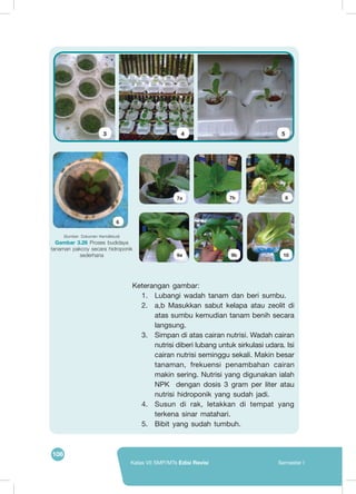 106
Kelas VII SMP/MTs Edisi Revisi Semester I
6
7a 7b
9a 9b
8
10
(Sumber: Dokumen Kemdikbud)
Gambar 3.26 Proses budidaya
tanaman pakcoy secara hidroponik
sederhana
1
3
2a
4
2b
5
Keterangan gambar:
1.	 Lubangi wadah tanam dan beri sumbu.
2.	 a,b Masukkan sabut kelapa atau zeolit di
atas sumbu kemudian tanam benih secara
langsung.
3.	 Simpan di atas cairan nutrisi. Wadah cairan
nutrisi diberi lubang untuk sirkulasi udara. Isi
cairan nutrisi seminggu sekali. Makin besar
tanaman, frekuensi penambahan cairan
makin sering. Nutrisi yang digunakan ialah
NPK dengan dosis 3 gram per liter atau
nutrisi hidroponik yang sudah jadi.
4.	 Susun di rak, letakkan di tempat yang
terkena sinar matahari.
5.	 Bibit yang sudah tumbuh.
 