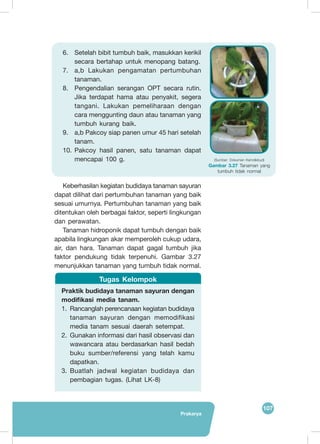 Prakarya
107
6.	 Setelah bibit tumbuh baik, masukkan kerikil
secara bertahap untuk menopang batang.
7.	 a,b Lakukan pengamatan pertumbuhan
tanaman.
8.	 Pengendalian serangan OPT secara rutin.
Jika terdapat hama atau penyakit, segera
tangani. Lakukan pemeliharaan dengan
cara menggunting daun atau tanaman yang
tumbuh kurang baik.
9.	 a,b Pakcoy siap panen umur 45 hari setelah
tanam.
10.	Pakcoy hasil panen, satu tanaman dapat
mencapai 100 g.
Keberhasilan kegiatan budidaya tanaman sayuran
dapat dilihat dari pertumbuhan tanaman yang baik
sesuai umurnya. Pertumbuhan tanaman yang baik
ditentukan oleh berbagai faktor, seperti lingkungan
dan perawatan.
Tanaman hidroponik dapat tumbuh dengan baik
apabila lingkungan akar memperoleh cukup udara,
air, dan hara. Tanaman dapat gagal tumbuh jika
faktor pendukung tidak terpenuhi. Gambar 3.27
menunjukkan tanaman yang tumbuh tidak normal.
(Sumber: Dokumen Kemdikbud)
Gambar 3.27 Tanaman yang
tumbuh tidak normal
Praktik budidaya tanaman sayuran dengan
modifikasi media tanam.
1.	 Rancanglah perencanaan kegiatan budidaya
tanaman sayuran dengan memodifikasi
media tanam sesuai daerah setempat.
2.	 Gunakan informasi dari hasil observasi dan
wawancara atau berdasarkan hasil bedah
buku sumber/referensi yang telah kamu
dapatkan.
3.	 Buatlah jadwal kegiatan budidaya dan
pembagian tugas. (Lihat LK-8)
Tugas Kelompok
 