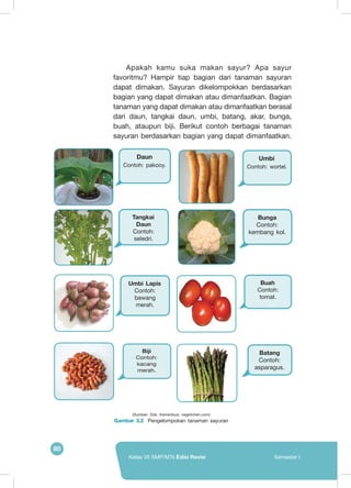 80
Kelas VII SMP/MTs Edisi Revisi Semester I
	Apakah kamu suka makan sayur? Apa sayur
favoritmu? Hampir tiap bagian dari tanaman sayuran
dapat dimakan. Sayuran dikelompokkan berdasarkan
bagian yang dapat dimakan atau dimanfaatkan. Bagian
tanaman yang dapat dimakan atau dimanfaatkan berasal
dari daun, tangkai daun, umbi, batang, akar, bunga,
buah, ataupun biji. Berikut contoh berbagai tanaman
sayuran berdasarkan bagian yang dapat dimanfaatkan.
Daun
Contoh: pakcoy.
Umbi
Contoh: wortel.
Tangkai
Daun
Contoh:
seledri.
Umbi Lapis
Contoh:
bawang
merah.
Bunga
Contoh:
kembang kol.
Buah
Contoh:
tomat.
Batang
Contoh:
asparagus.
Biji
Contoh:
kacang
merah.
(Sumber: Dok. Kemenbud, vegkitchen.com)
Gambar 3.2 Pengelompokan tanaman sayuran
 