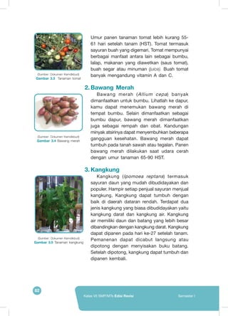 82
Kelas VII SMP/MTs Edisi Revisi Semester I
Umur panen tanaman tomat lebih kurang 55-
61 hari setelah tanam (HST). Tomat termasuk
sayuran buah yang digemari. Tomat mempunyai
berbagai manfaat antara lain sebagai bumbu,
lalap, makanan yang diawetkan (saus tomat),
buah segar atau minuman (juice). Buah tomat
banyak mengandung vitamin A dan C.
2.	Bawang Merah
Bawang merah (Allium cepa) banyak
dimanfaatkan untuk bumbu. Lihatlah ke dapur,
kamu dapat menemukan bawang merah di
tempat bumbu. Selain dimanfaatkan sebagai
bumbu dapur, bawang merah dimanfaatkan
juga sebagai rempah dan obat. Kandungan
minyak atsirinya dapat menyembuhkan beberapa
gangguan kesehatan. Bawang merah dapat
tumbuh pada tanah sawah atau tegalan. Panen
bawang merah dilakukan saat udara cerah
dengan umur tanaman 65-90 HST.
3.	Kangkung
Kangkung (Ipomoea reptans) termasuk
sayuran daun yang mudah dibudidayakan dan
populer. Hampir setiap penjual sayuran menjual
kangkung. Kangkung dapat tumbuh dengan
baik di daerah dataran rendah. Terdapat dua
jenis kangkung yang biasa dibudidayakan yaitu
kangkung darat dan kangkung air. Kangkung
air memiliki daun dan batang yang lebih besar
dibandingkan dengan kangkung darat. Kangkung
dapat dipanen pada hari ke-27 setelah tanam.
Pemanenan dapat dicabut langsung atau
dipotong dengan menyisakan buku batang.
Setelah dipotong, kangkung dapat tumbuh dan
dipanen kembali.
	
   (Sumber: Dokumen Kemdikbud)
Gambar 3.3 Tanaman tomat
(Sumber: Dokumen Kemdikbud)
Gambar 3.4 Bawang merah
(Sumber: Dokumen Kemdikbud)
Gambar 3.5 Tanaman kangkung
	
  
 