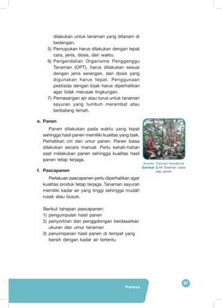 Prakarya
87
dilakukan untuk tanaman yang ditanam di
bedengan.
5)	Pemupukan harus dilakukan dengan tepat
cara, jenis, dosis, dan waktu.
6)	Pengendalian Organisme Pengganggu
Tanaman (OPT), harus dilakukan sesuai
dengan jenis serangan, dan dosis yang
digunakan harus tepat. Penggunaan
pestisida dengan bijak harus diperhatikan
agar tidak merusak lingkungan.
7)	 Pemasangan ajir atau turus untuk tanaman
sayuran yang tumbuh merambat atau
berbatang lemah.
e.	 Panen
Panen dilakukan pada waktu yang tepat
sehingga hasil panen memiliki kualitas yang baik.
Perhatikan ciri dan umur panen. Panen biasa
dilakukan secara manual. Perlu kehati-hatian
saat melakukan panen sehingga kualitas hasil
panen tetap terjaga.
f.	 Pascapanen
Perlakuan pascapanen perlu diperhatikan agar
kualitas produk tetap terjaga. Tanaman sayuran
memiliki kadar air yang tinggi sehingga mudah
rusak atau busuk.
Berikut tahapan pascapanen:
1)	pengumpulan hasil panen
2)	penyortiran dan penggolongan berdasarkan
ukuran dan umur tanaman
3)	penyimpanan hasil panen di tempat yang
bersih dengan kadar air tertentu
(Sumber: Dokumen Kemdikbud)
Gambar 3.14 Tanaman cabai
siap panen
	
  
 