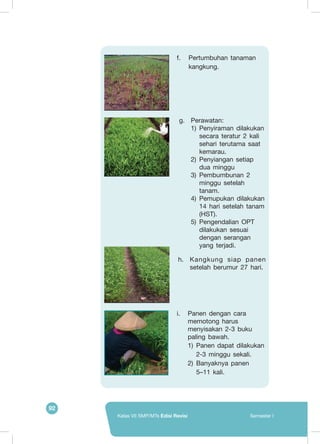 92
Kelas VII SMP/MTs Edisi Revisi Semester I
	
   f.	 Pertumbuhan tanaman
kangkung.
g.	Perawatan:
1)	 Penyiraman dilakukan
secara teratur 2 kali
sehari terutama saat
kemarau.
2)	 Penyiangan setiap
dua minggu
3)	 Pembumbunan 2
minggu setelah
tanam.
4)	 Pemupukan dilakukan
14 hari setelah tanam
(HST).
5)	 Pengendalian OPT
dilakukan sesuai
dengan serangan
yang terjadi.
	
  
h.	 Kangkung siap panen
setelah berumur 27 hari.
	
  
i.	 Panen dengan cara
memotong harus
menyisakan 2-3 buku 	
paling bawah.
1)	 Panen dapat dilakukan
2-3 minggu sekali.
2)	 Banyaknya panen
5–11 kali.
	
  
 