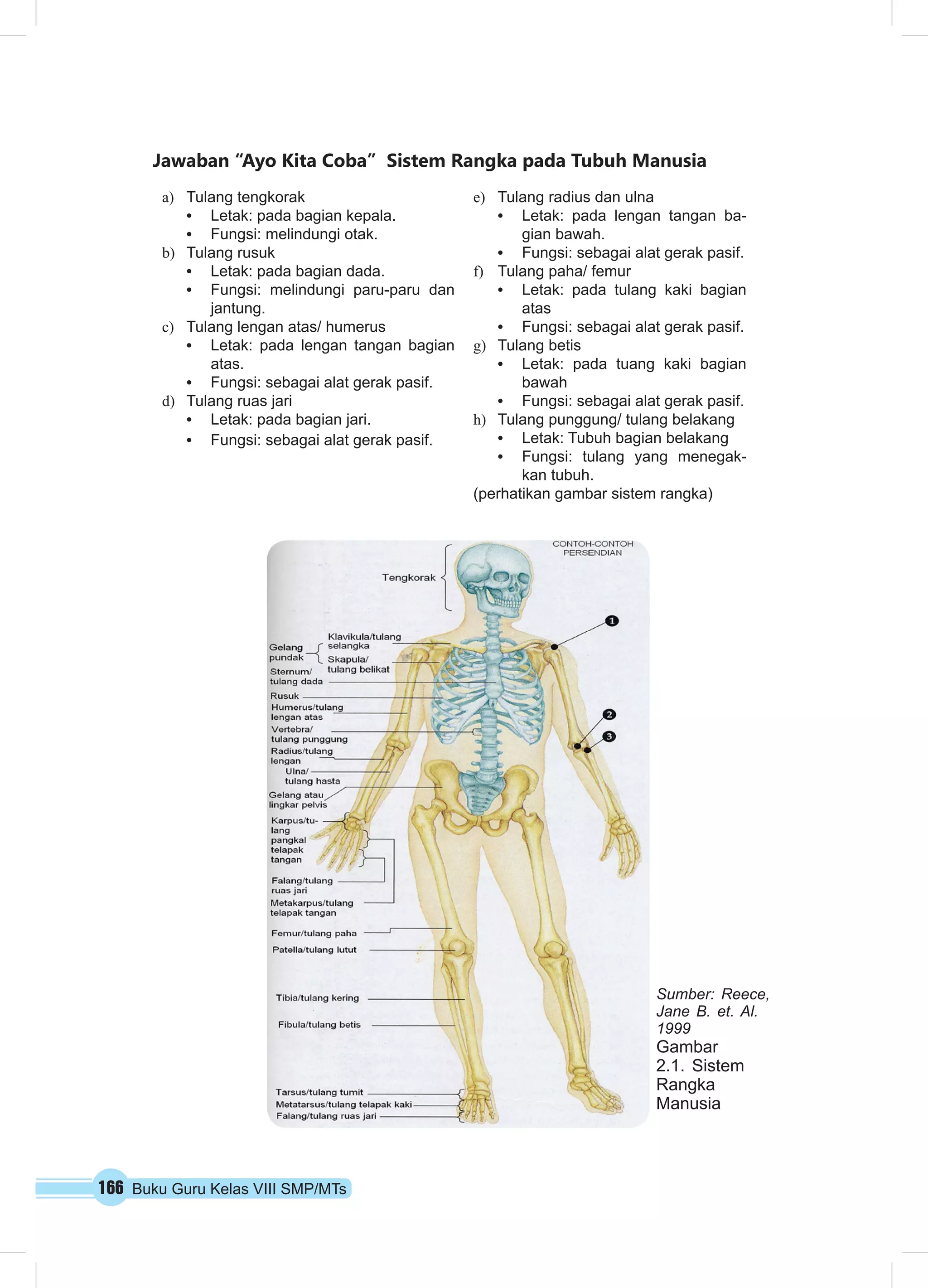 166 Buku Guru Kelas VIII SMP/MTs
Sumber: Reece,
Jane B. et. Al.
1999
Gambar
2.1. Sistem
Rangka
Manusia
Jawaban “Ayo Kita Coba” Sistem Rangka pada Tubuh Manusia
a)	 Tulang tengkorak
•	 Letak: pada bagian kepala.
•	 Fungsi: melindungi otak.
b)	 Tulang rusuk
•	 Letak: pada bagian dada.
•	 Fungsi: melindungi paru-paru dan
jantung.
c)	 Tulang lengan atas/ humerus
•	 Letak: pada lengan tangan bagian
atas.
•	 Fungsi: sebagai alat gerak pasif.
d)	 Tulang ruas jari
•	 Letak: pada bagian jari.
•	 Fungsi: sebagai alat gerak pasif.
e)	 Tulang radius dan ulna
•	 Letak: pada lengan tangan ba-
gian bawah.
•	 Fungsi: sebagai alat gerak pasif.
f)	 Tulang paha/ femur
•	 Letak: pada tulang kaki bagian
atas
•	 Fungsi: sebagai alat gerak pasif.
g)	 Tulang betis
•	 Letak: pada tuang kaki bagian
bawah
•	 Fungsi: sebagai alat gerak pasif.
h)	 Tulang punggung/ tulang belakang
•	 Letak: Tubuh bagian belakang
•	 Fungsi: tulang yang menegak-
kan tubuh.
(perhatikan gambar sistem rangka)
 