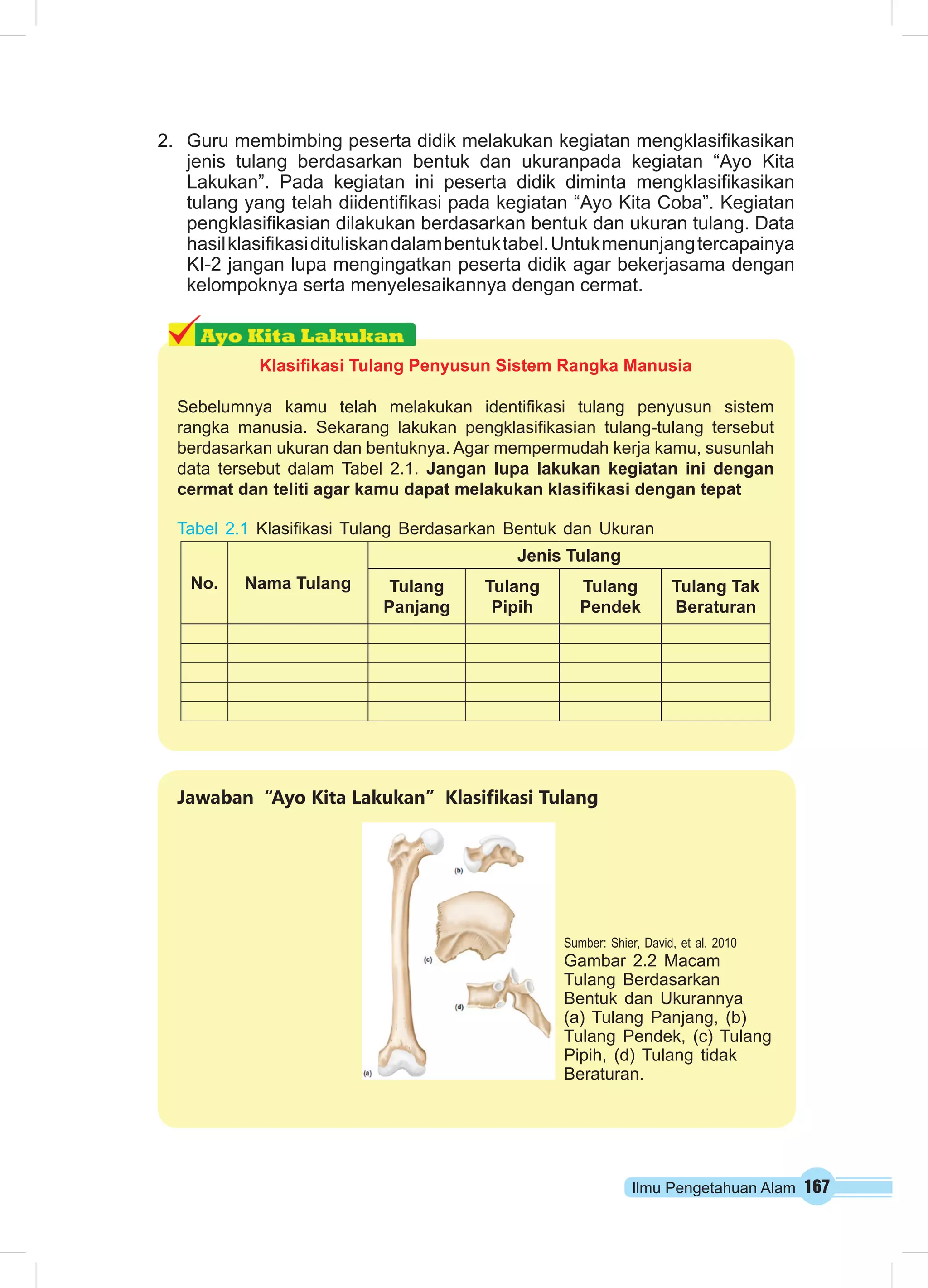 Ilmu Pengetahuan Alam 167
2.	 Guru membimbing peserta didik melakukan kegiatan mengklasifikasikan
jenis tulang berdasarkan bentuk dan ukuranpada kegiatan “Ayo Kita
Lakukan”. Pada kegiatan ini peserta didik diminta mengklasifikasikan
tulang yang telah diidentifikasi pada kegiatan “Ayo Kita Coba”. Kegiatan
pengklasifikasian dilakukan berdasarkan bentuk dan ukuran tulang. Data
hasilklasifikasidituliskandalambentuktabel.Untukmenunjangtercapainya
KI-2 jangan lupa mengingatkan peserta didik agar bekerjasama dengan
kelompoknya serta menyelesaikannya dengan cermat.
Klasifikasi Tulang Penyusun Sistem Rangka Manusia
Sebelumnya kamu telah melakukan identifikasi tulang penyusun sistem
rangka manusia. Sekarang lakukan pengklasifikasian tulang-tulang tersebut
berdasarkan ukuran dan bentuknya. Agar mempermudah kerja kamu, susunlah
data tersebut dalam Tabel 2.1. Jangan lupa lakukan kegiatan ini dengan
cermat dan teliti agar kamu dapat melakukan klasifikasi dengan tepat
Tabel 2.1 Klasifikasi Tulang Berdasarkan Bentuk dan Ukuran
No. Nama Tulang
Jenis Tulang
Tulang
Panjang
Tulang
Pipih
Tulang
Pendek
Tulang Tak
Beraturan
Jawaban “Ayo Kita Lakukan” Klasifikasi Tulang
Sumber: Shier, David, et al. 2010
Gambar 2.2 Macam
Tulang Berdasarkan
Bentuk dan Ukurannya
(a) Tulang Panjang, (b)
Tulang Pendek, (c) Tulang
Pipih, (d) Tulang tidak
Beraturan.
 