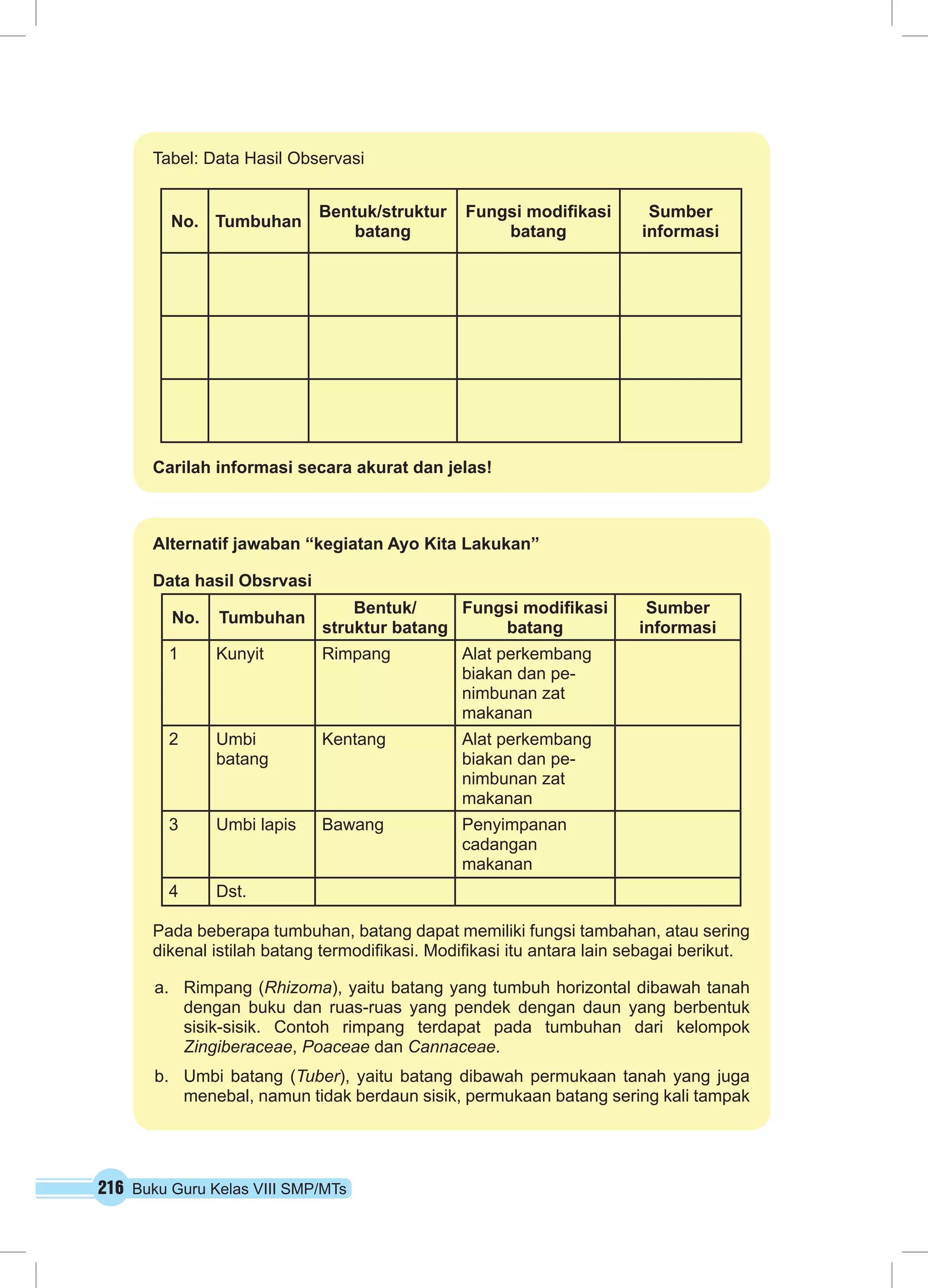 216 Buku Guru Kelas VIII SMP/MTs
Alternatif jawaban “kegiatan Ayo Kita Lakukan”
Data hasil Obsrvasi
No. Tumbuhan
Bentuk/
struktur batang
Fungsi modifikasi
batang
Sumber
informasi
1 Kunyit Rimpang Alat perkembang
biakan dan pe-
nimbunan zat
makanan
2 Umbi
batang
Kentang Alat perkembang
biakan dan pe-
nimbunan zat
makanan
3 Umbi lapis Bawang Penyimpanan
cadangan
makanan
4 Dst.
Pada beberapa tumbuhan, batang dapat memiliki fungsi tambahan, atau sering
dikenal istilah batang termodifikasi. Modifikasi itu antara lain sebagai berikut.
a.	 Rimpang (Rhizoma), yaitu batang yang tumbuh horizontal dibawah tanah
dengan buku dan ruas-ruas yang pendek dengan daun yang berbentuk
sisik-sisik. Contoh rimpang terdapat pada tumbuhan dari kelompok
Zingiberaceae, Poaceae dan Cannaceae.
b.	 Umbi batang (Tuber), yaitu batang dibawah permukaan tanah yang juga
menebal, namun tidak berdaun sisik, permukaan batang sering kali tampak
Tabel: Data Hasil Observasi
No. Tumbuhan
Bentuk/struktur
batang
Fungsi modifikasi
batang
Sumber
informasi
Carilah informasi secara akurat dan jelas!
 