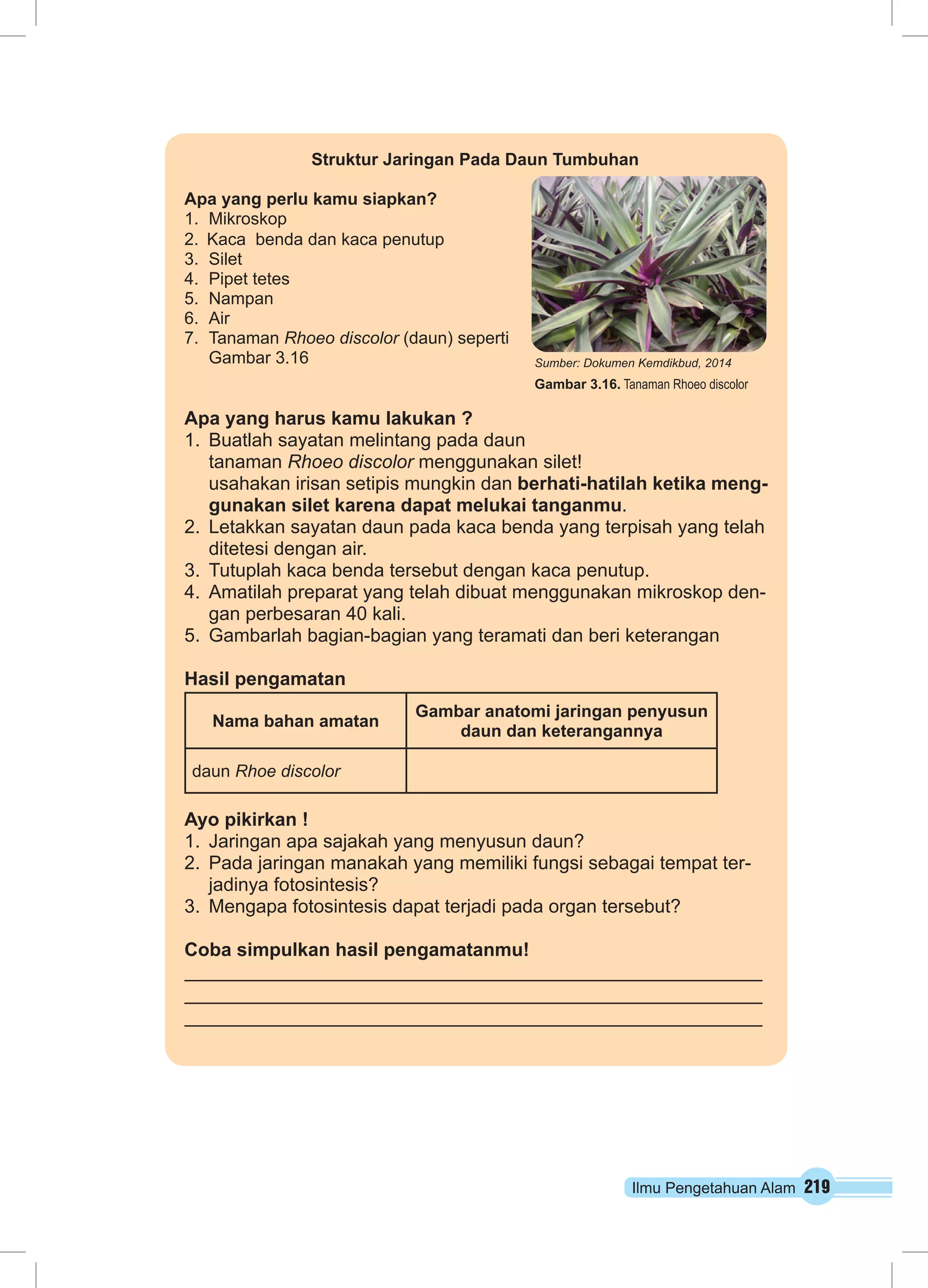 Ilmu Pengetahuan Alam 219
Struktur Jaringan Pada Daun Tumbuhan
Apa yang perlu kamu siapkan?
1.	Mikroskop				
2. Kaca benda dan kaca penutup
3.	Silet					
4.	 Pipet tetes
5.	Nampan 				
6.	Air
7.	Tanaman Rhoeo discolor (daun) seperti
Gambar 3.16
Apa yang harus kamu lakukan ?
1.	 Buatlah sayatan melintang pada daun
tanaman Rhoeo discolor menggunakan silet!
usahakan irisan setipis mungkin dan berhati-hatilah ketika meng-
gunakan silet karena dapat melukai tanganmu.
2.	 Letakkan sayatan daun pada kaca benda yang terpisah yang telah
ditetesi dengan air.
3.	 Tutuplah kaca benda tersebut dengan kaca penutup.
4.	 Amatilah preparat yang telah dibuat menggunakan mikroskop den-
gan perbesaran 40 kali.
5.	 Gambarlah bagian-bagian yang teramati dan beri keterangan
Hasil pengamatan
Nama bahan amatan
Gambar anatomi jaringan penyusun
daun dan keterangannya
daun Rhoe discolor
Ayo pikirkan !
1.	 Jaringan apa sajakah yang menyusun daun?
2.	 Pada jaringan manakah yang memiliki fungsi sebagai tempat ter-
jadinya fotosintesis?
3.	 Mengapa fotosintesis dapat terjadi pada organ tersebut?
Coba simpulkan hasil pengamatanmu!
Sumber: Dokumen Kemdikbud, 2014
Gambar 3.16. Tanaman Rhoeo discolor
 