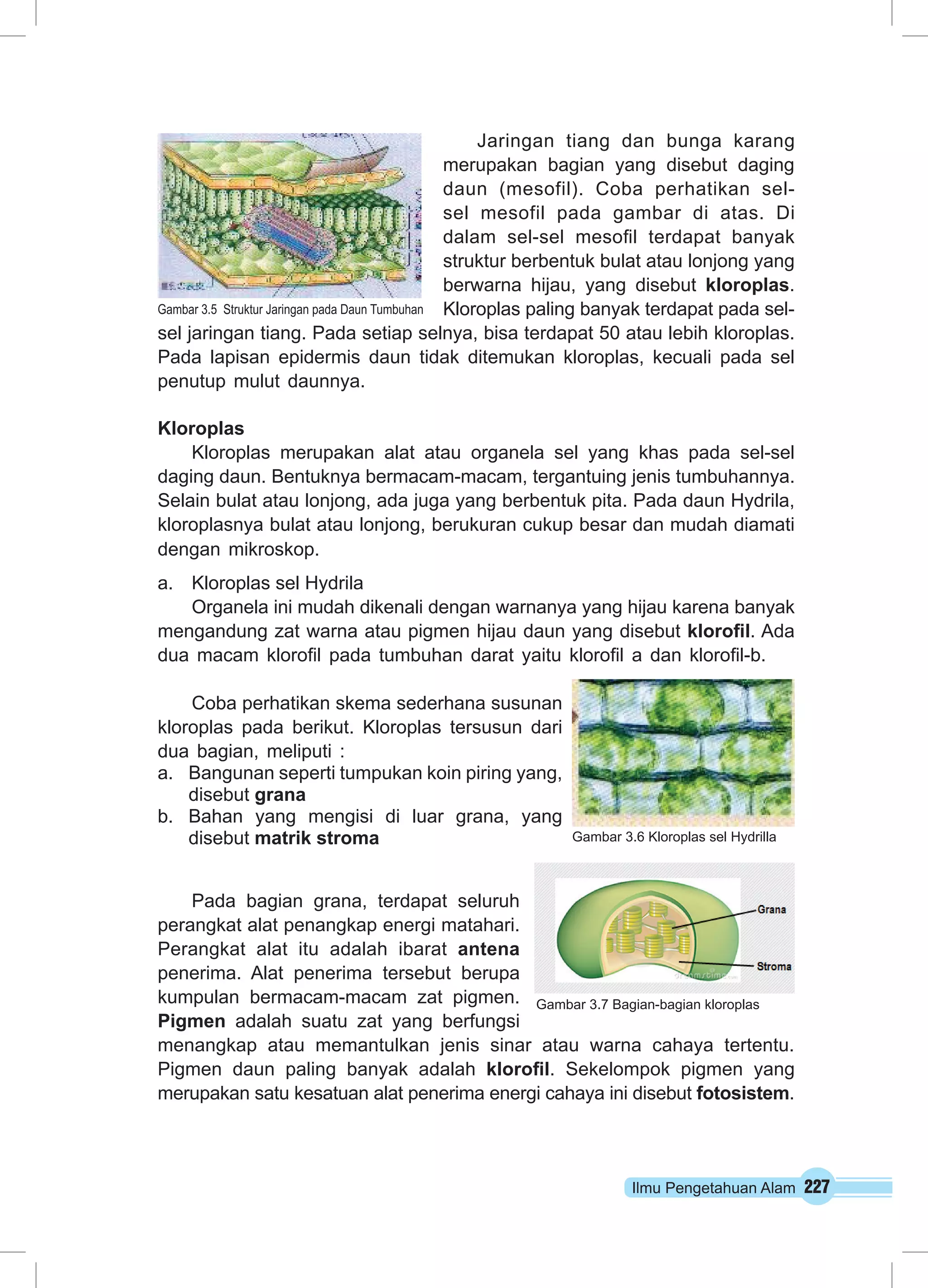 Ilmu Pengetahuan Alam 227
Jaringan tiang dan bunga karang
merupakan bagian yang disebut daging
daun (mesofil). Coba perhatikan sel-
sel mesofil pada gambar di atas. Di
dalam sel-sel mesofil terdapat banyak
struktur berbentuk bulat atau lonjong yang
berwarna hijau, yang disebut kloroplas.
Kloroplas paling banyak terdapat pada sel-
sel jaringan tiang. Pada setiap selnya, bisa terdapat 50 atau lebih kloroplas.
Pada lapisan epidermis daun tidak ditemukan kloroplas, kecuali pada sel
penutup mulut daunnya.
Kloroplas
Kloroplas merupakan alat atau organela sel yang khas pada sel-sel
daging daun. Bentuknya bermacam-macam, tergantuing jenis tumbuhannya.
Selain bulat atau lonjong, ada juga yang berbentuk pita. Pada daun Hydrila,
kloroplasnya bulat atau lonjong, berukuran cukup besar dan mudah diamati
dengan mikroskop.
a.	 Kloroplas sel Hydrila
Organela ini mudah dikenali dengan warnanya yang hijau karena banyak
mengandung zat warna atau pigmen hijau daun yang disebut klorofil. Ada
dua macam klorofil pada tumbuhan darat yaitu klorofil a dan klorofil-b.
Coba perhatikan skema sederhana susunan
kloroplas pada berikut. Kloroplas tersusun dari
dua bagian, meliputi :
a.	 Bangunan seperti tumpukan koin piring yang,
disebut grana
b.	 Bahan yang mengisi di luar grana, yang
disebut matrik stroma
Pada bagian grana, terdapat seluruh
perangkat alat penangkap energi matahari.
Perangkat alat itu adalah ibarat antena
penerima. Alat penerima tersebut berupa
kumpulan bermacam-macam zat pigmen.
Pigmen adalah suatu zat yang berfungsi
menangkap atau memantulkan jenis sinar atau warna cahaya tertentu.
Pigmen daun paling banyak adalah klorofil. Sekelompok pigmen yang
merupakan satu kesatuan alat penerima energi cahaya ini disebut fotosistem.
Gambar 3.5 Struktur Jaringan pada Daun Tumbuhan
Gambar 3.6 Kloroplas sel Hydrilla
Gambar 3.7 Bagian-bagian kloroplas
 