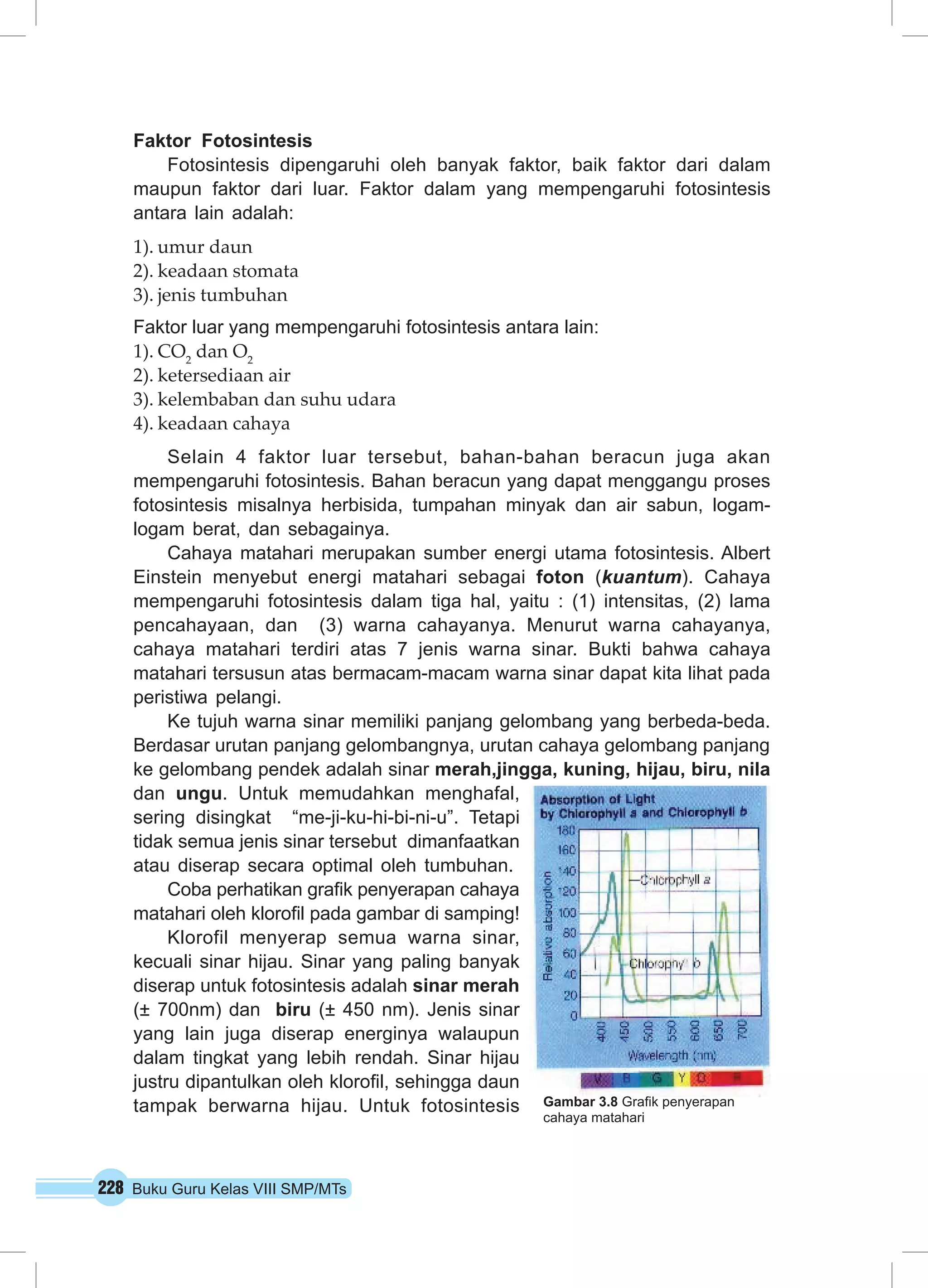228 Buku Guru Kelas VIII SMP/MTs
Faktor Fotosintesis
Fotosintesis dipengaruhi oleh banyak faktor, baik faktor dari dalam
maupun faktor dari luar. Faktor dalam yang mempengaruhi fotosintesis
antara lain adalah:
1).	umur daun
2).	keadaan stomata
3).	jenis tumbuhan
Faktor luar yang mempengaruhi fotosintesis antara lain:
1).	CO2
dan O2
2).	ketersediaan air
3).	kelembaban dan suhu udara
4).	keadaan cahaya
Selain 4 faktor luar tersebut, bahan-bahan beracun juga akan
mempengaruhi fotosintesis. Bahan beracun yang dapat menggangu proses
fotosintesis misalnya herbisida, tumpahan minyak dan air sabun, logam-
logam berat, dan sebagainya.
Cahaya matahari merupakan sumber energi utama fotosintesis. Albert
Einstein menyebut energi matahari sebagai foton (kuantum). Cahaya
mempengaruhi fotosintesis dalam tiga hal, yaitu : (1) intensitas, (2) lama
pencahayaan, dan (3) warna cahayanya. Menurut warna cahayanya,
cahaya matahari terdiri atas 7 jenis warna sinar. Bukti bahwa cahaya
matahari tersusun atas bermacam-macam warna sinar dapat kita lihat pada
peristiwa pelangi.
Ke tujuh warna sinar memiliki panjang gelombang yang berbeda-beda.
Berdasar urutan panjang gelombangnya, urutan cahaya gelombang panjang
ke gelombang pendek adalah sinar merah,jingga, kuning, hijau, biru, nila
dan ungu. Untuk memudahkan menghafal,
sering disingkat “me-ji-ku-hi-bi-ni-u”. Tetapi
tidak semua jenis sinar tersebut dimanfaatkan
atau diserap secara optimal oleh tumbuhan.
Coba perhatikan grafik penyerapan cahaya
matahari oleh klorofil pada gambar di samping!
Klorofil menyerap semua warna sinar,
kecuali sinar hijau. Sinar yang paling banyak
diserap untuk fotosintesis adalah sinar merah
(± 700nm) dan biru (± 450 nm). Jenis sinar
yang lain juga diserap energinya walaupun
dalam tingkat yang lebih rendah. Sinar hijau
justru dipantulkan oleh klorofil, sehingga daun
tampak berwarna hijau. Untuk fotosintesis Gambar 3.8 Grafik penyerapan
cahaya matahari
 