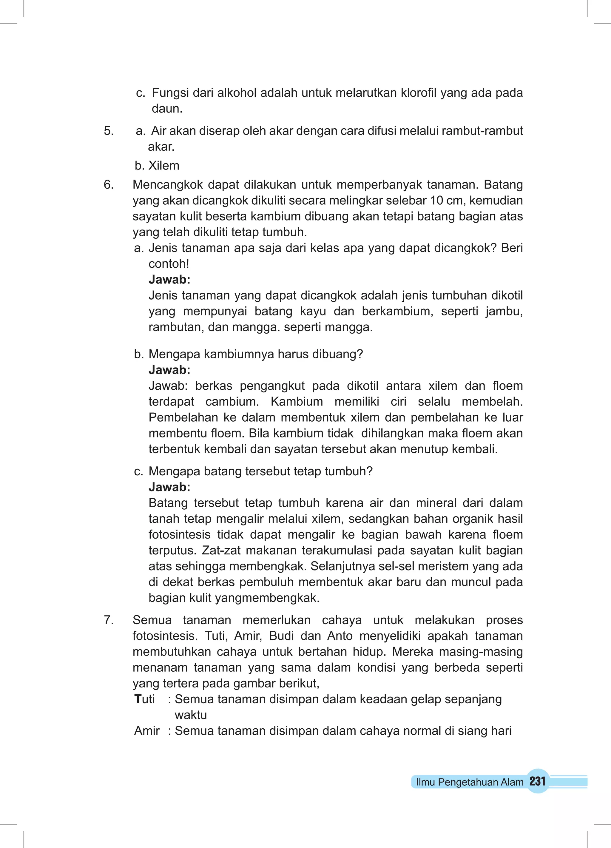Ilmu Pengetahuan Alam 231
c.	 Fungsi dari alkohol adalah untuk melarutkan klorofil yang ada pada
daun.
5. 	 a. Air akan diserap oleh akar dengan cara difusi melalui rambut-rambut
		 akar.
b. Xilem
6.	 Mencangkok dapat dilakukan untuk memperbanyak tanaman. Batang
yang akan dicangkok dikuliti secara melingkar selebar 10 cm, kemudian
sayatan kulit beserta kambium dibuang akan tetapi batang bagian atas
yang telah dikuliti tetap tumbuh.
a.	Jenis tanaman apa saja dari kelas apa yang dapat dicangkok? Beri
contoh!
	Jawab:
	 Jenis tanaman yang dapat dicangkok adalah jenis tumbuhan dikotil
yang mempunyai batang kayu dan berkambium, seperti jambu,
rambutan, dan mangga. seperti mangga.
b.	Mengapa kambiumnya harus dibuang?
	 Jawab:
	 Jawab: berkas pengangkut pada dikotil antara xilem dan floem
terdapat cambium. Kambium memiliki ciri selalu membelah.
Pembelahan ke dalam membentuk xilem dan pembelahan ke luar
membentu floem. Bila kambium tidak dihilangkan maka floem akan
terbentuk kembali dan sayatan tersebut akan menutup kembali.
c.	Mengapa batang tersebut tetap tumbuh?
	 Jawab:
	 Batang tersebut tetap tumbuh karena air dan mineral dari dalam
tanah tetap mengalir melalui xilem, sedangkan bahan organik hasil
fotosintesis tidak dapat mengalir ke bagian bawah karena floem
terputus. Zat-zat makanan terakumulasi pada sayatan kulit bagian
atas sehingga membengkak. Selanjutnya sel-sel meristem yang ada
di dekat berkas pembuluh membentuk akar baru dan muncul pada
bagian kulit yangmembengkak.
7.	 Semua tanaman memerlukan cahaya untuk melakukan proses
fotosintesis. Tuti, Amir, Budi dan Anto menyelidiki apakah tanaman
membutuhkan cahaya untuk bertahan hidup. Mereka masing-masing
menanam tanaman yang sama dalam kondisi yang berbeda seperti
yang tertera pada gambar berikut,
Tuti	 : Semua tanaman disimpan dalam keadaan gelap sepanjang
	 waktu
Amir	 : Semua tanaman disimpan dalam cahaya normal di siang hari
 