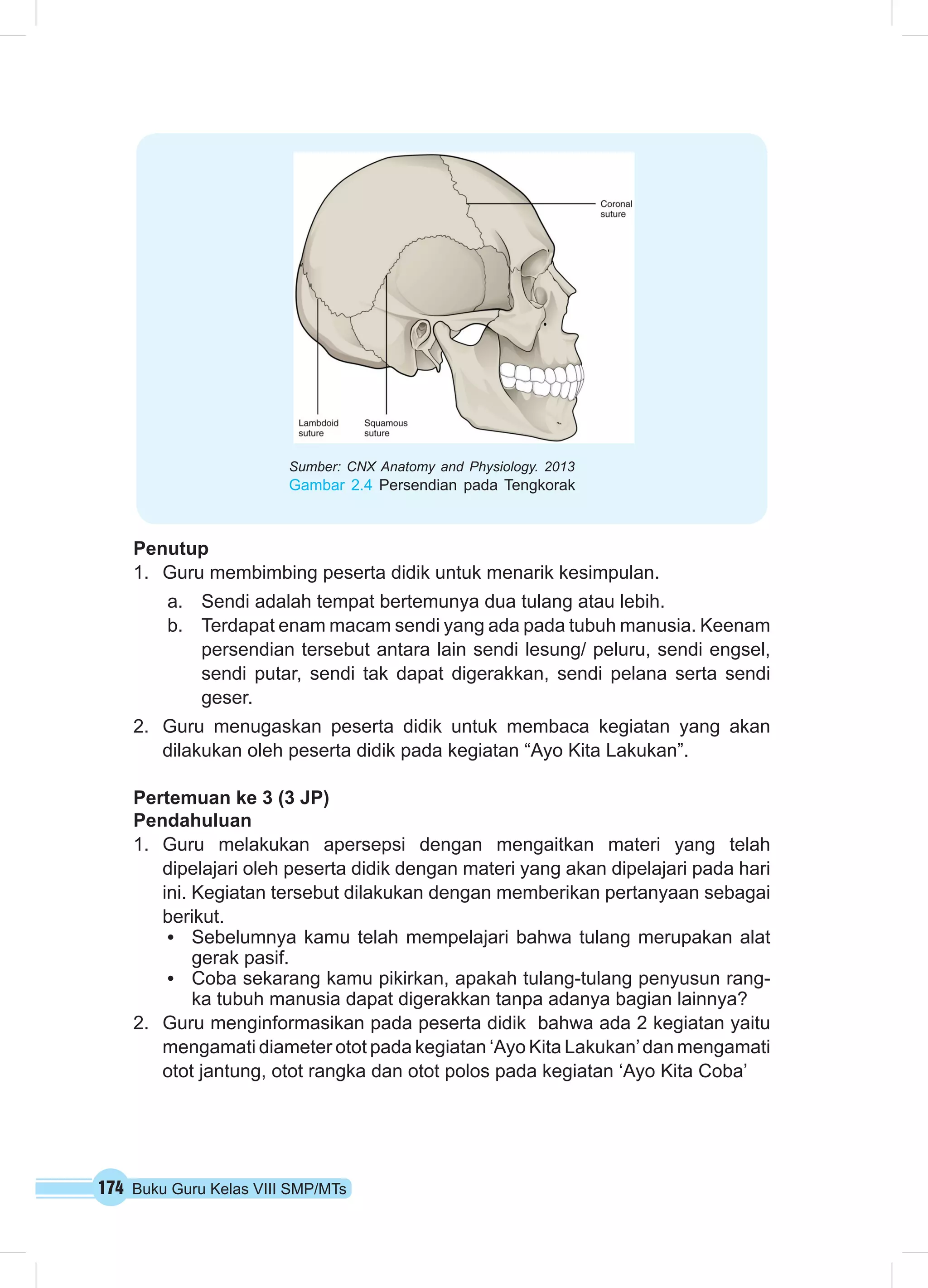 Sumber: CNX Anatomy and Physiology. 2013 
Gambar 2.4 Persendian pada Tengkorak 
Penutup 
1. Guru membimbing peserta didik untuk menarik kesimpulan. 
a. Sendi adalah tempat bertemunya dua tulang atau lebih. 
b. Terdapat enam macam sendi yang ada pada tubuh manusia. Keenam 
persendian tersebut antara lain sendi lesung/ peluru, sendi engsel, 
sendi putar, sendi tak dapat digerakkan, sendi pelana serta sendi 
geser. 
2. Guru menugaskan peserta didik untuk membaca kegiatan yang akan 
dilakukan oleh peserta didik pada kegiatan “Ayo Kita Lakukan”. 
Pertemuan ke 3 (3 JP) 
Pendahuluan 
1. Guru melakukan apersepsi dengan mengaitkan materi yang telah 
dipelajari oleh peserta didik dengan materi yang akan dipelajari pada hari 
ini. Kegiatan tersebut dilakukan dengan memberikan pertanyaan sebagai 
berikut. 
• Sebelumnya kamu telah mempelajari bahwa tulang merupakan alat 
gerak pasif. 
• Coba sekarang kamu pikirkan, apakah tulang-tulang penyusun rang-ka 
tubuh manusia dapat digerakkan tanpa adanya bagian lainnya? 
2. Guru menginformasikan pada peserta didik bahwa ada 2 kegiatan yaitu 
mengamati diameter otot pada kegiatan ‘Ayo Kita Lakukan’ dan mengamati 
otot jantung, otot rangka dan otot polos pada kegiatan ‘Ayo Kita Coba’ 
174 Buku Guru Kelas VIII SMP/MTs 
 