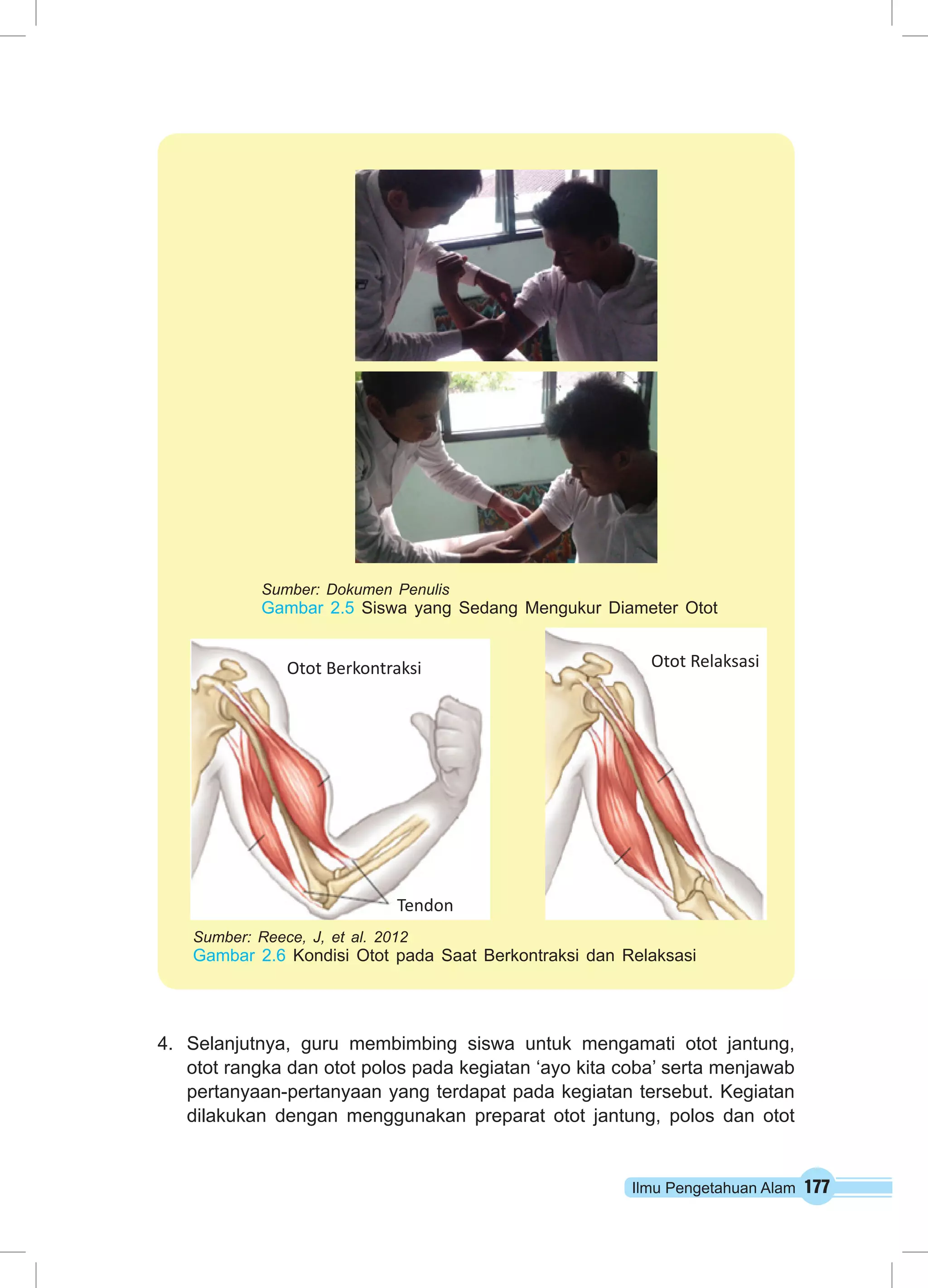 Sumber: Dokumen Penulis 
Gambar 2.5 Siswa yang Sedang Mengukur Diameter Otot 
Sumber: Reece, J, et al. 2012 
Gambar 2.6 Kondisi Otot pada Saat Berkontraksi dan Relaksasi 
4. Selanjutnya, guru membimbing siswa untuk mengamati otot jantung, 
otot rangka dan otot polos pada kegiatan ‘ayo kita coba’ serta menjawab 
pertanyaan-pertanyaan yang terdapat pada kegiatan tersebut. Kegiatan 
dilakukan dengan menggunakan preparat otot jantung, polos dan otot 
Ilmu Pengetahuan Alam 177 
Otot Berkontraksi 
Tendon 
Otot Relaksasi 
 